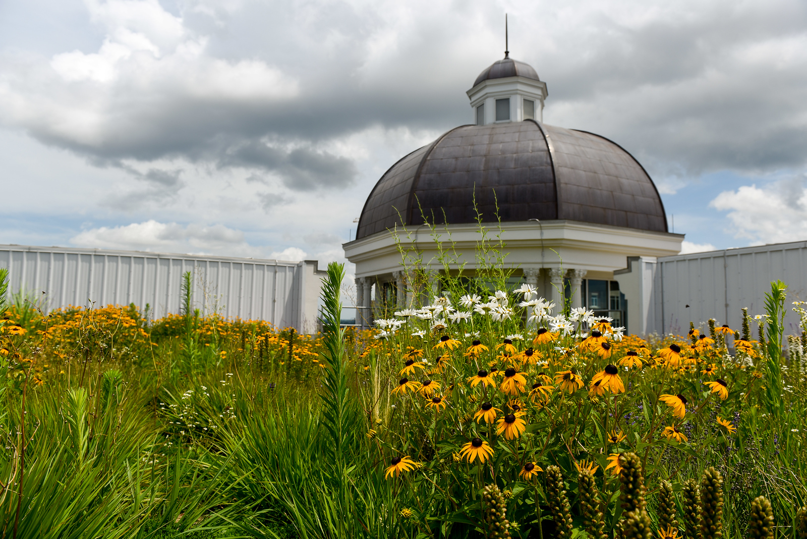 Green Roof on the Johnson Center