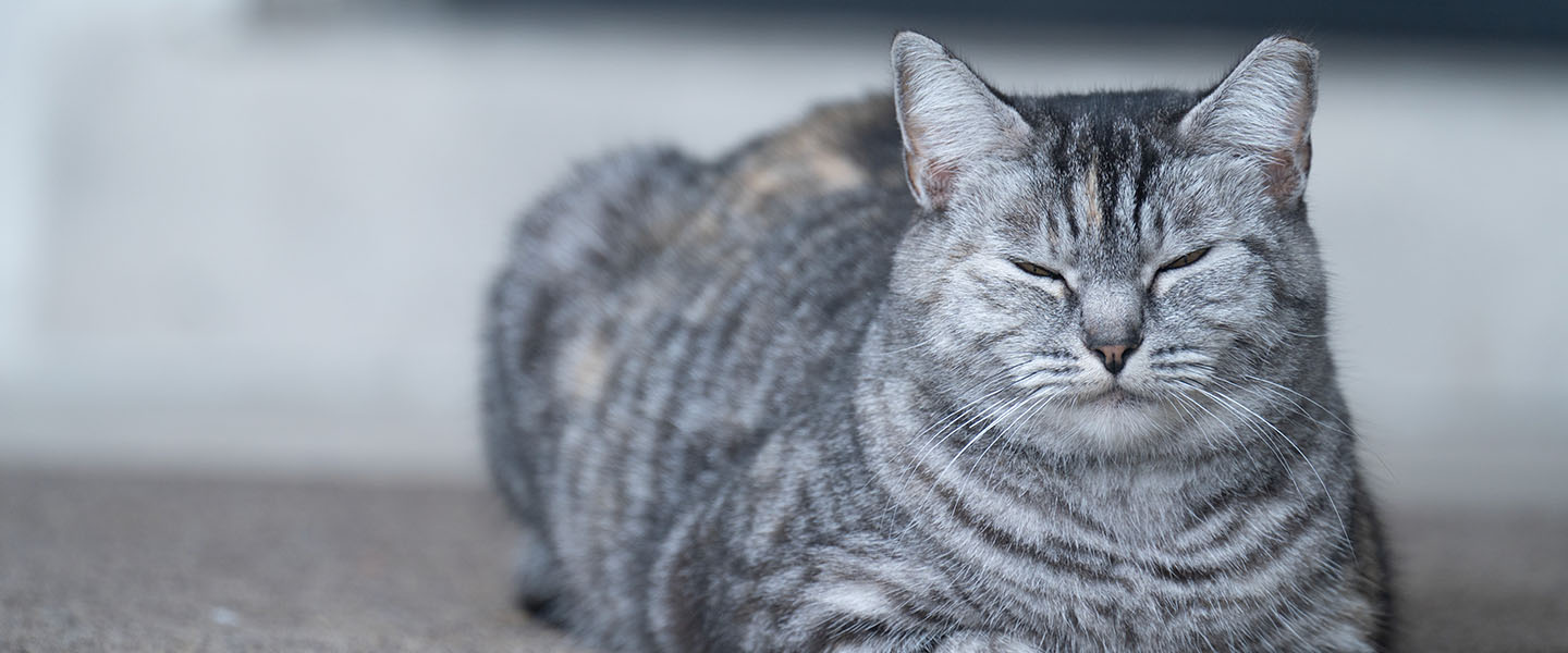 Bella the Cat sleeping on the steps of the Alumni House