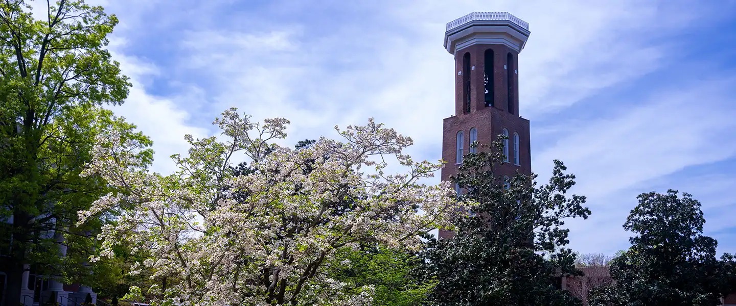 The Belmont Bell Tower rises behind blooming spring trees under a dramatic blue sky, showcasing campus in peak spring season.