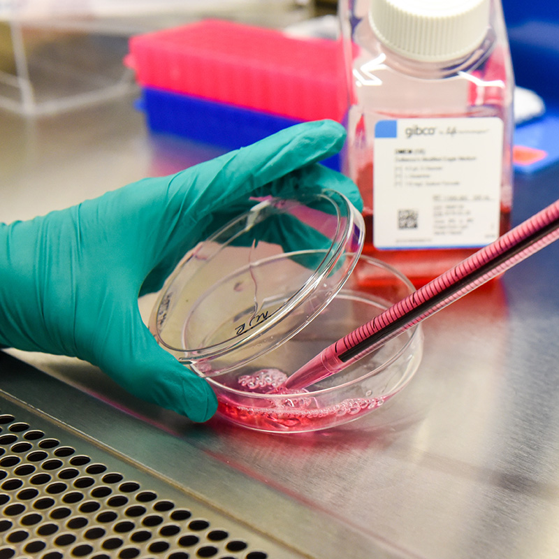 A gloved hand deposits a red liquid from a syringe into a clear dish in a lab setting.