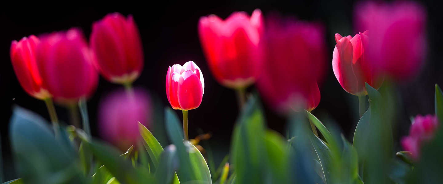 Close up of pink tulips