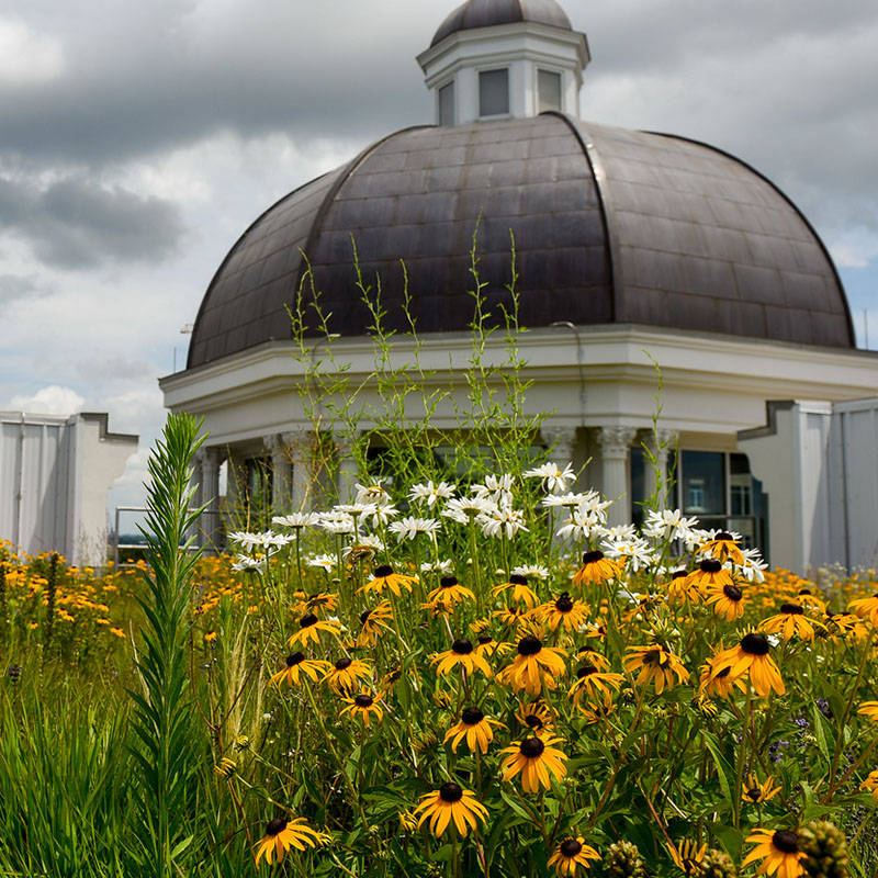 Yellow and white wildflowers grow in front of a domed building under a cloudy sky.