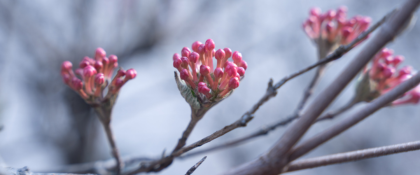 Close up image of a branch with new pink buds.