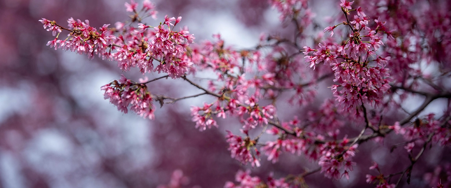 Close up image a red bud tree with fresh blooms