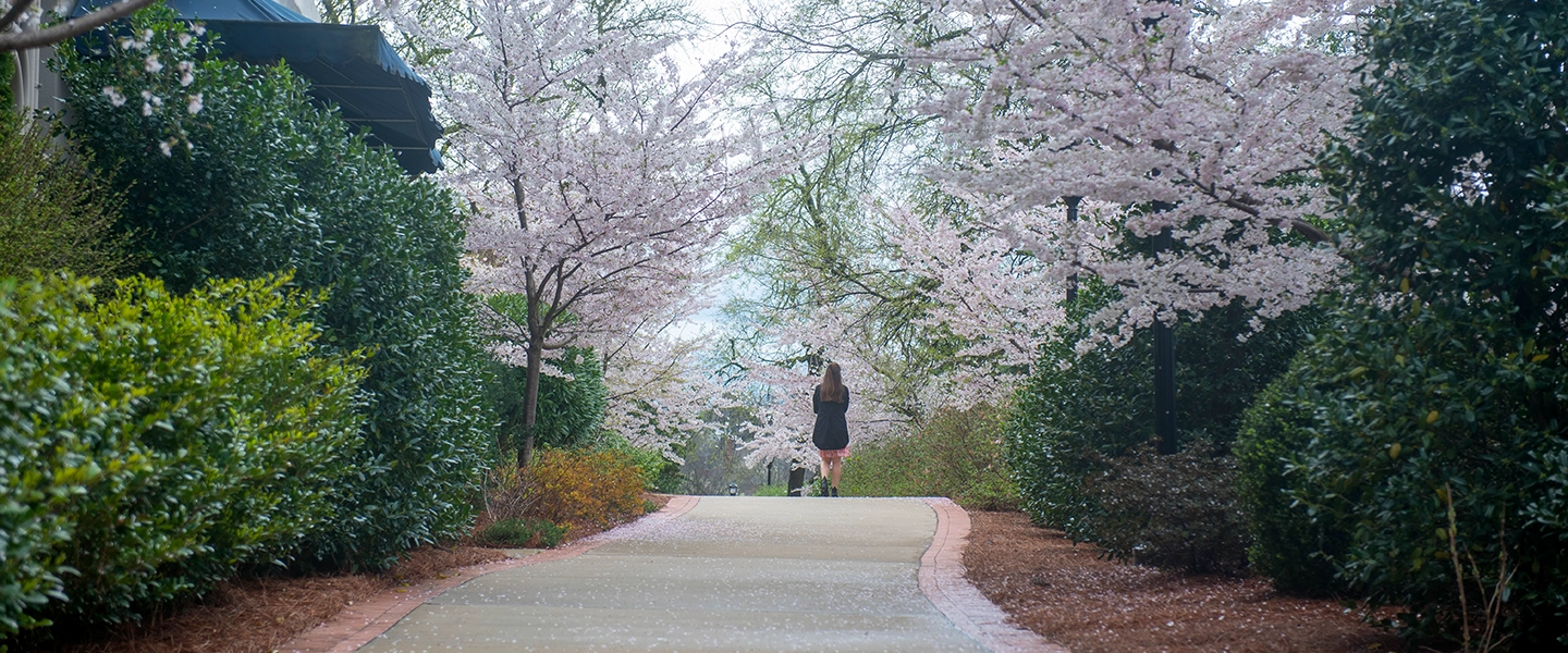 Image of a student walking on campus down the sidewalk between cherry trees.