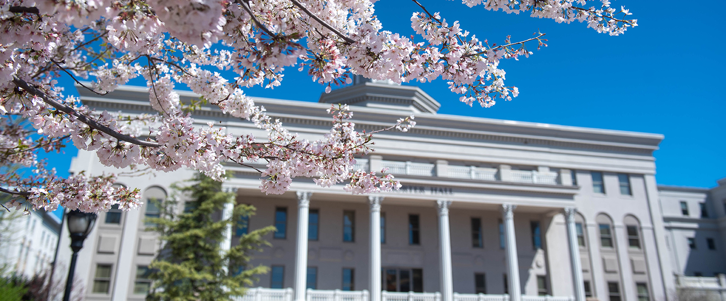 Close up image of a cherry tree with a Belmont university building in the background