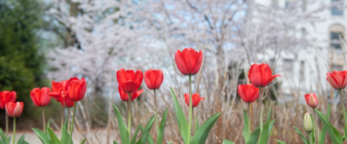 Close up image tulips with a blurred building in the background