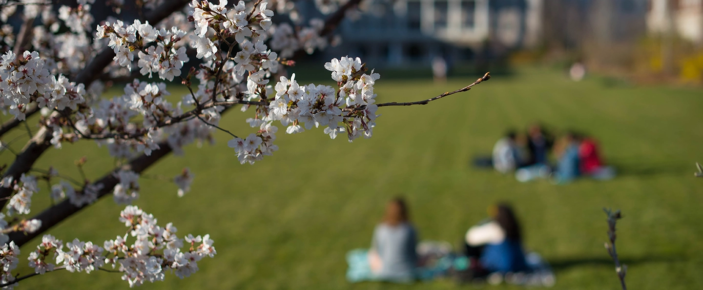 Close up image of a cherry tree with students blurred in the background on blankets on the Belmont lawn