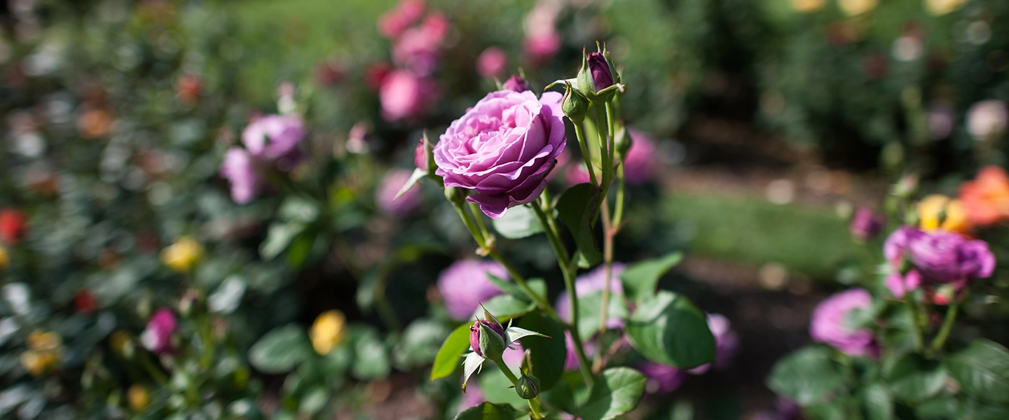 Close up of photo a rose from the rose garden.