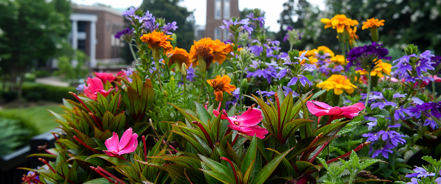 Close up of colorful flowers on a sunny day