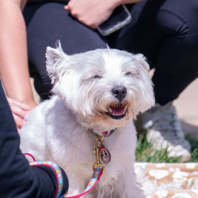 Therapy dog visits Belmont's campus