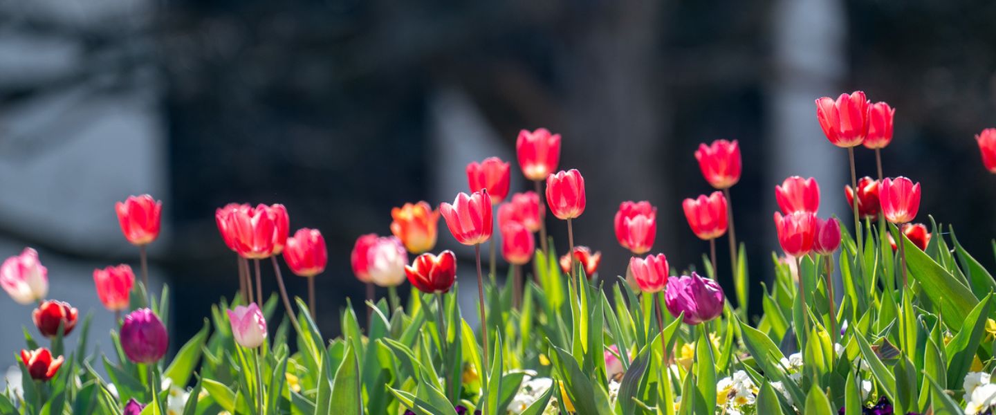 Tulips on Belmont's campus