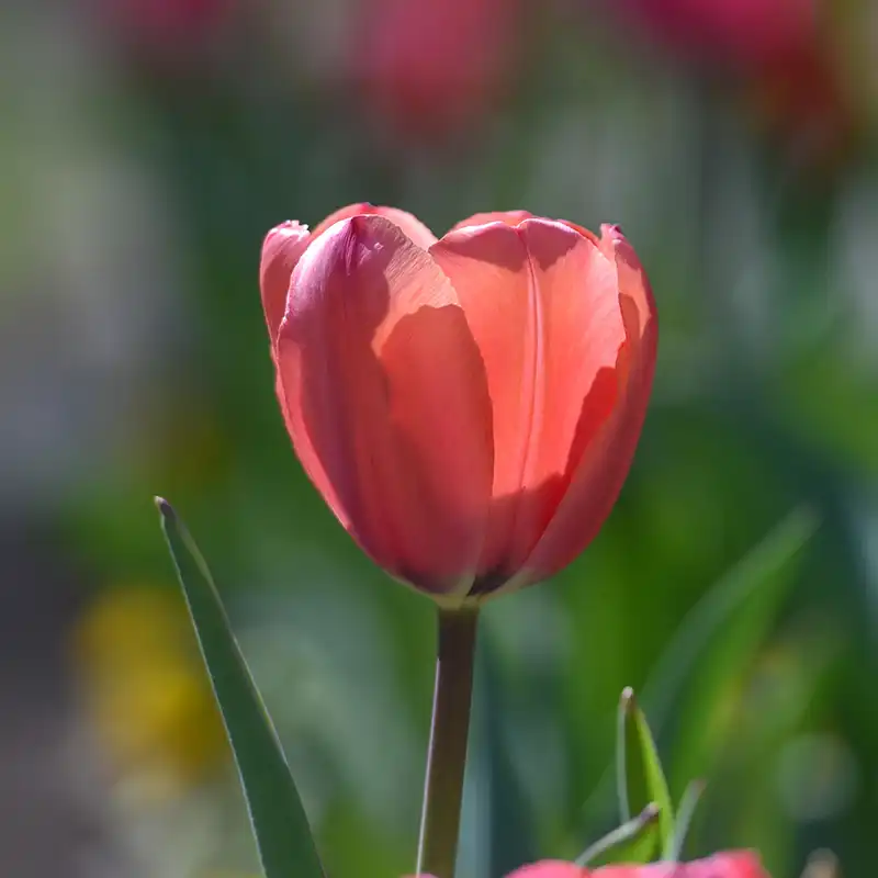 Single pink tulip illuminated by sunlight, standing against a colorful spring garden background.