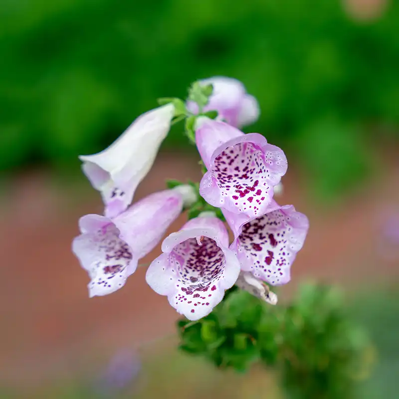 Close-up of pale purple foxglove blossoms dotted with dark speckles against a soft green background.