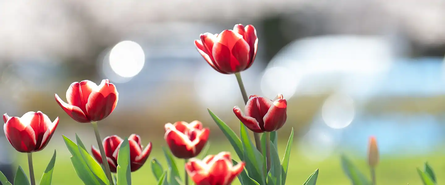 Red tulips blooming in sunlight with a blurred campus landscape in the distance.