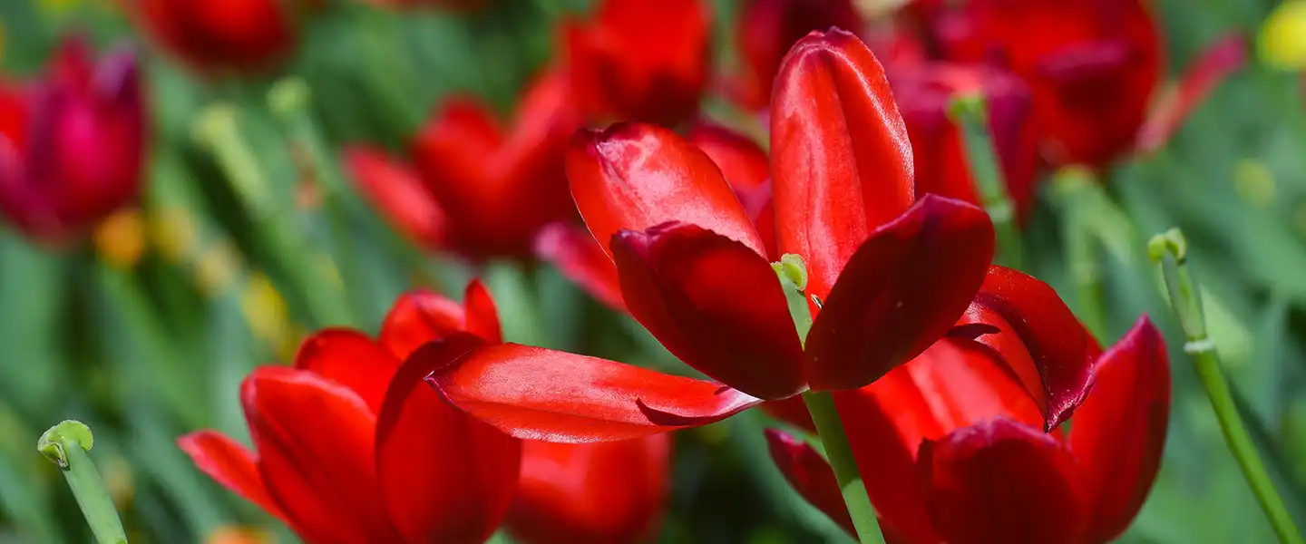 close-up of vibrant red tulips in bloom with a softly blurred garden background.