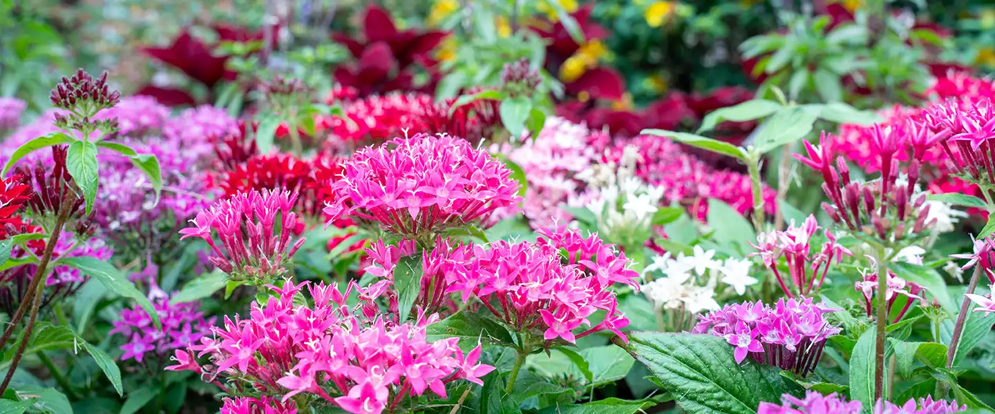 Bed of bright pink and white flowers blooming across a landscaped campus garden.