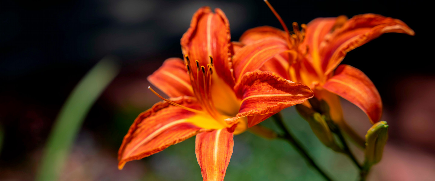 Close up of an orange lily flower