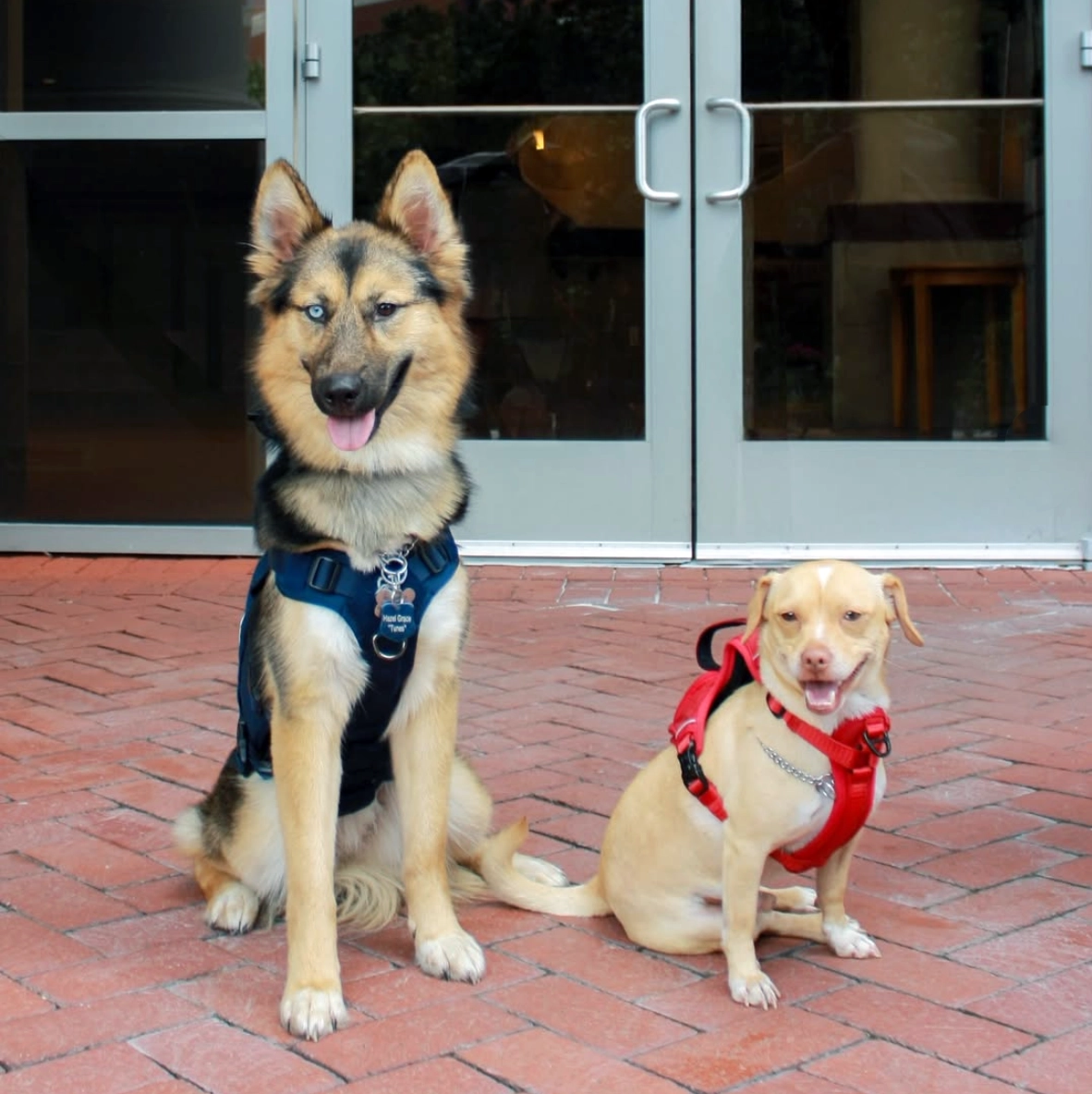 Tunes and Professor Doe pose in front of a Belmont building