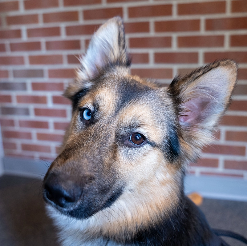 A close-up photo of a German Shepherd and Husky mix with one blue eye and one brown eye